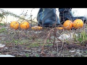 Riding Boots crushing oranges