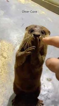 The most chaotic animal on earth? 🦦 #otter #cuteanimals #funnyanimals