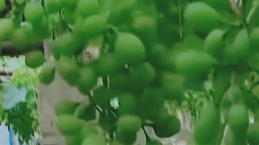 玫瑰香无核植调剂黑科技 —— 玫乐，10天变化惊人！