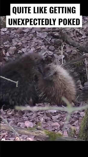 Porcupine MATING SEASON!!