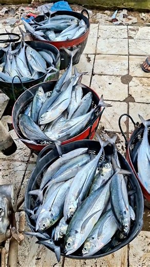 Amazing Fresh Catch! Sorting & Weighing Lots of Fish Mackerel at the Local Fish Market 🌊
