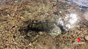 220K views · 1.3K reactions | The Navy has been called in to remove an unexploded bomb off a pristine reef near Lord Howe Island. The device may have been lying there since World War II, camouflaged by coral. More: 7news.link/34LADt3 #7NEWS | 7NEWS Sydney | Facebook