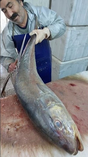 Big Amberjack Filet - FISH CUTTING