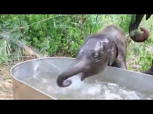 Baby Elephant Playing in water - Elephants World