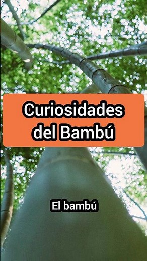 Bamboo has a fascinating growth