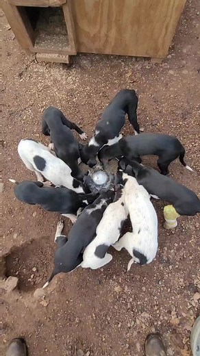 Puppy pinwheel! #puppies #puppy #alaskanhusky | Endurance Kennels LLC