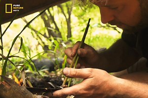 Florida Black Panther - Hindi Documentary Part 6 #animals #jungle #wildanimals #survival #documentary #purenaturehdtv | Pure Nature HDTv