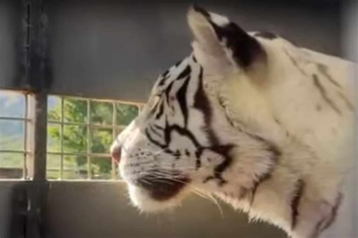 WATCH: Rescued white Bengal tigers thriving in their new home (VIDEO) | The Citizen