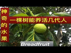 神奇面包树.Breadfruit benefits. khasiat pokok sukun.