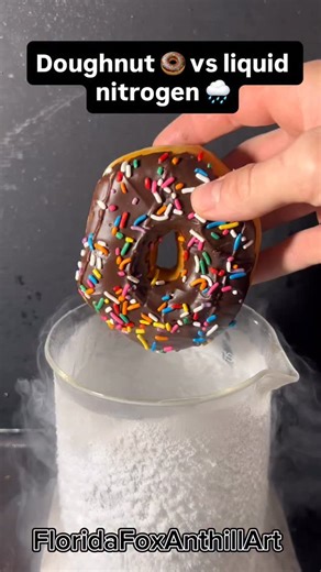 FloridaFox Anthill Art on Instagram: "Doughnut 🍩 vs liquid nitrogen 🌧️ #science #satisfying #experiment #asmr #liquidnitrogen #doughnut"