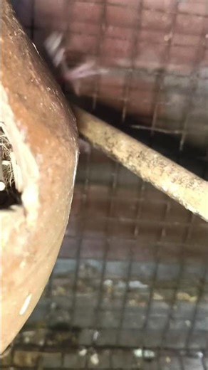 java finche eggs Matki ke Andar Deya hey 👋