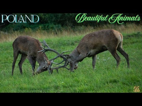 Wild Poland in 4K: A Journey Through Ancient Forests and Majestic Landscapes
