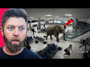 Wildlife Expert Reacts To Terrifying Animal Encounters