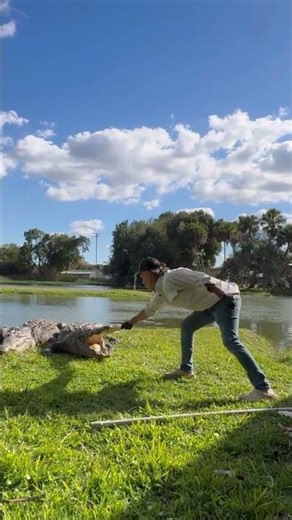 Listen to the power of the crocodile jaws snapping shut #fragileearth #goated #crocodile #nature