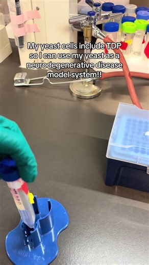 Yeast are powerful model organisms to study neurodegenerative diseases 🧠🧬 Here I highlight how I make yeast culture stocks. First I grew a yeast culture integrated with TDP. Then I make cryo stocks with glycerol and some of my yeast! I will use these stocks for future experiments. TDP is a protein associated with neurodegenerative diseases. Yeast cells are a great model organism to study these diseases in because of so many different conserved biological processes such as protein folding and p