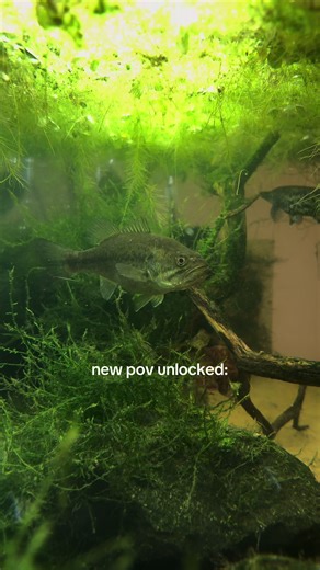 Exploring the Alligator Gar: A Unique Perspective