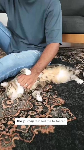 13K views · 1.1K reactions | I’m partnering with optAPet to share my adoption story and help even more pets find homes ❤️. Bambi has come so far since her days as a kitten who stayed hiding under the bed. We’ve learned and grown together! Adopting Bambi has brought so much more meaning and joy to my life and the lives of all the kittens we’ve fostered since | Fostering kittens | Facebook