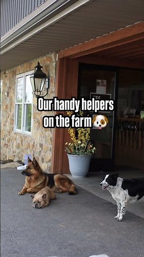 The Farmer's Dog(s) | Amish Farm Life
