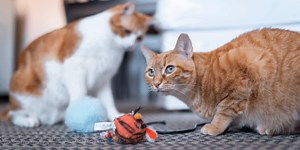 Different Types of Cat Toys and How to Use Them | Preventive Vet