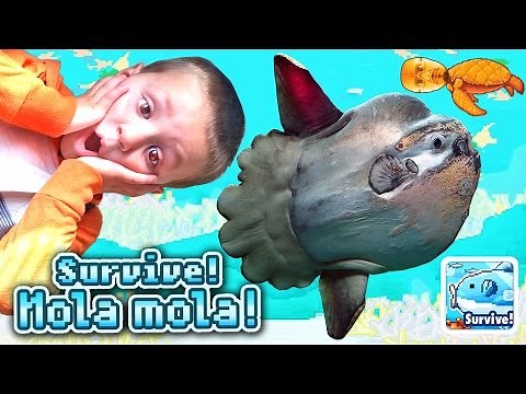 Dad & Chase play SURVIVE! MOLA MOLA! | a Doofy Fish Adventure (iOS Face Cam Gameplay)
