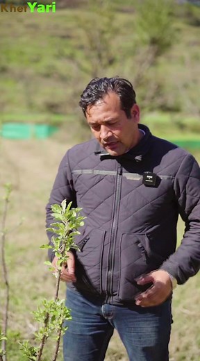 81K views · 2.7K reactions | Remove 2nd bud from top as preventive method to control competition between leader and branch. | Jittu Chauhan Orchardist | Facebook