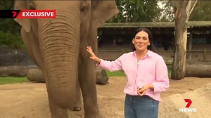 111K views · 2.2K reactions | Meet Burma’s keepers! The Asian elephant has come across the ditch from New Zealand with her husband-and-wife keepers and our own Rosanna Mangiarelli had the chance to go behind the scenes in May as they all prepared for the big move to South Australia. Download the 7NEWS app: https://7news.link/7NEWSapp #7NEWS | 7NEWS Adelaide | Facebook