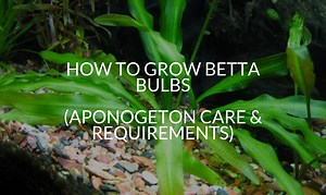 How To Grow Betta Bulbs (Aponogeton Care & Requirements)