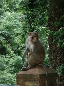 Cruel but true: Monkey dismembered and brutally killed | Coconuts