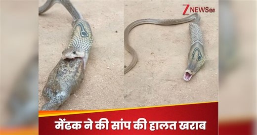 Viral Video: अजगर के लिए मेंढक निगलना पड़ा भारी, निकलने लगी जान! उगल दिया बाहर और फिर...