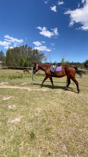 Another Groundwork session with Esmae! #equestrianjourney