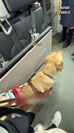 This blind woman gets help from her guide dog to get settled on the plane #shorts
