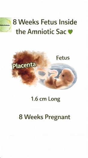 8 Weeks Fetus Inside the Amniotic Sac Early Pregnancy Development #pregnancy #8weeks #baby .
