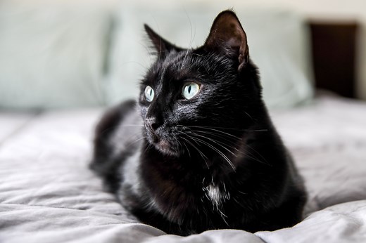 Why Estimating Your Cat's Age Might Be Easier Than You Think