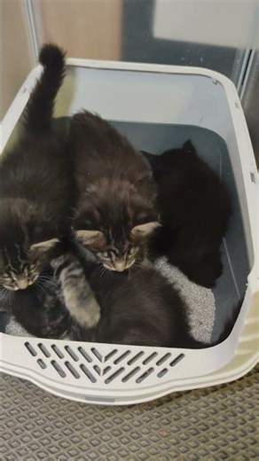 How to teach a cat to use the toilet?!