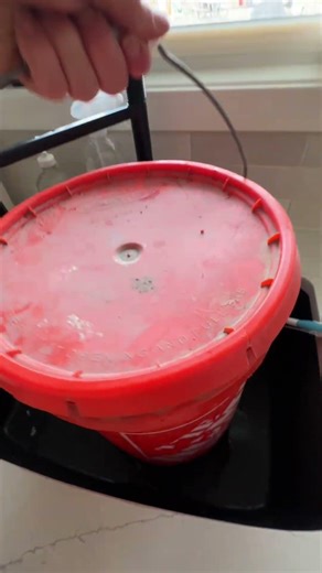 Your Chickens Need This Every Single Winter Day