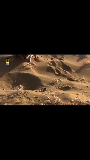 National Geographic on TikTok