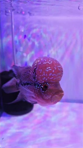 Flowerhorn f4 dual tone kamfa genetics# Viral video# Trending song# Ytshorts# Youtube# Monster fish