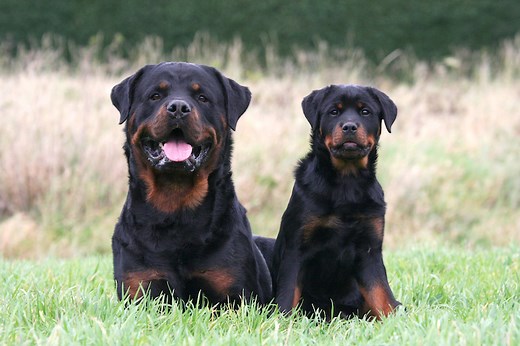 Rottweiler Facts You May Not Know