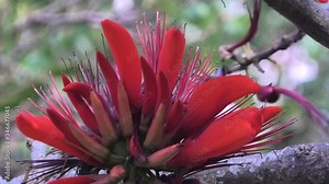 沖縄の公園に咲くデイゴの花