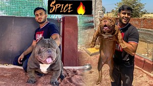 India's Best Exotic American Bully | Pulkit VAMP