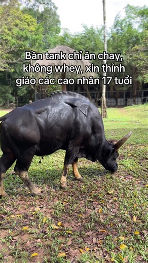 Trải nghiệm Tour nhốt người thả thú cùng mình nha #GreenCreator #VinWonders #dulich #vinpearlsafariphuquoc #jhcefv9