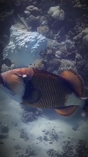 2.8K views · 30 reactions | "Meet the Titan Triggerfish ⚡ — the ‘reef guardian.’ They can grow up to 2.5 feet and will fiercely protect their nest, even chasing away divers! Brave little boss of the reef. " | Spearfishing Unofficial #FunFishFacts #TitanTriggerfish #ReefGuardian #OceanLife #MarineFacts #UnderwaterWorld | Spearfishing Unofficial | Facebook