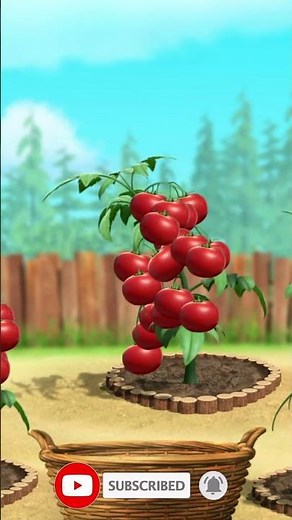 Masha & Bear Harvesting Tomatoes 🍅 | Fun Kids Game | Masha and Bear Gameplay