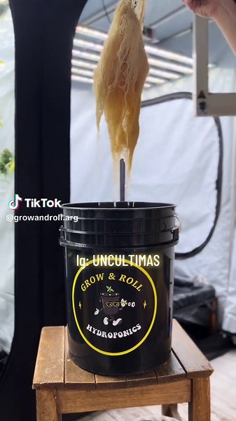 Aprendé a cultivar en hidroponia con nuestros cursos, háblame por lg: @uncultimas 🌱😉⚡️ #aprendeacultivar #hidroponia #cultivo #podas #raices #hydro #grow #indoor #cultivoargentina