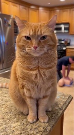 Angry baby 👶🏻😹 Watch the cutest meltdown ever #memes #funny #cat