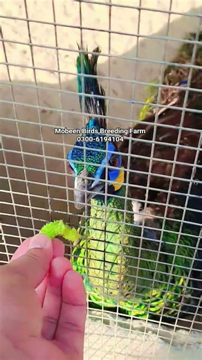 Green Java Peacock Farm Rahim Yar #greenjava #peacock #javasparrow #pakistanicity #mangotrees #mango