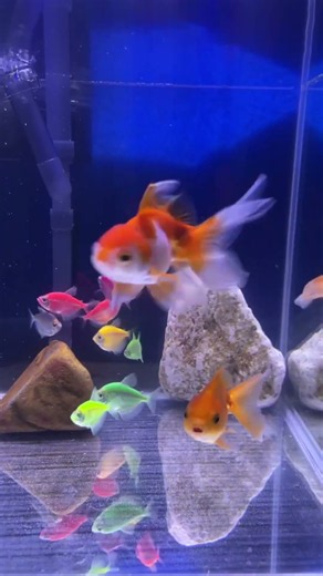 Relaxing Aquarium Fish Tank 4K UHD 🌊 Peaceful Underwater World for Sleep