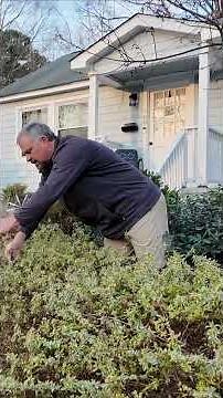 Abelia pruning 101 with @horttube ✂️