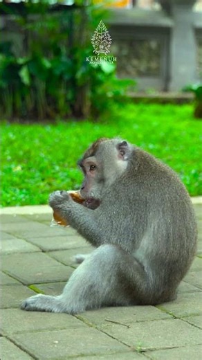 Long-Tailed Macaques in Their Natural Habitat, Kemenuh Monkey River