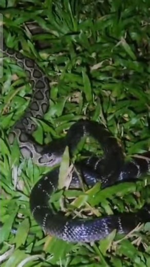 What Happens When a Krait Attacks a Viper? #snake #wildlife #venomsnake #viper